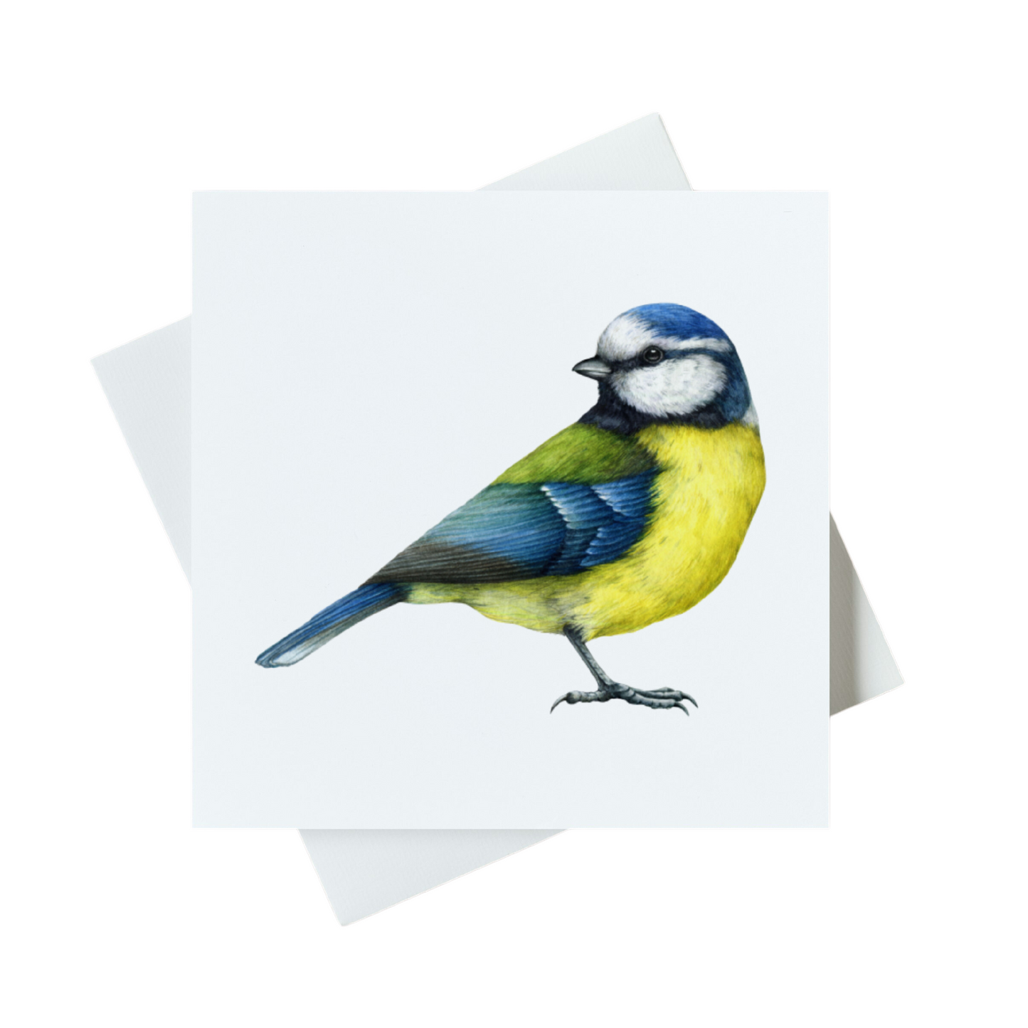 Blue Tit Card